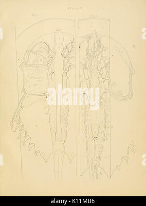 Anatomia del granchio reale (Limulus polyphemus, Latr.) la piastra (I) BHL11678238 Foto Stock