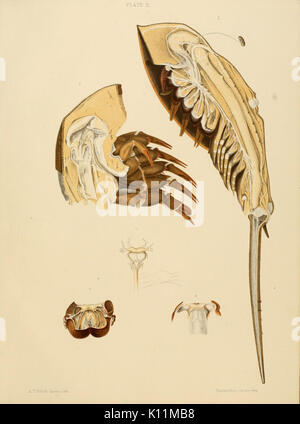 Anatomia del granchio reale (Limulus polyphemus, Latr.) piastra (II) BHL11678240 Foto Stock