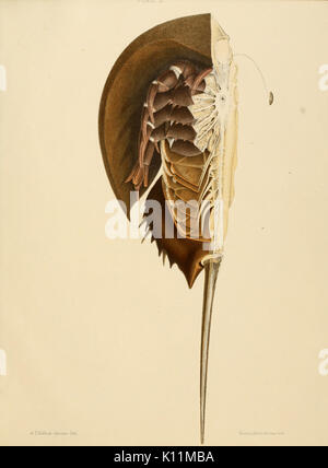 Anatomia del granchio reale (Limulus polyphemus, Latr.) piastra (III) BHL11678244 Foto Stock