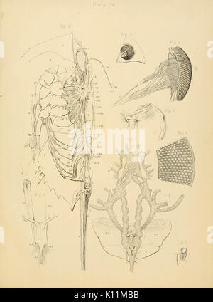 Anatomia del granchio reale (Limulus polyphemus, Latr.) piastra (IV) BHL11678246 Foto Stock
