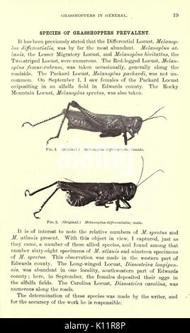 Erba medica, cavallette, api il loro rapporto (pagina 19) BHL23150647 Foto Stock