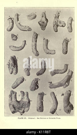 Erba medica, cavallette, api il loro rapporto (pagina 24) BHL23150652 Foto Stock