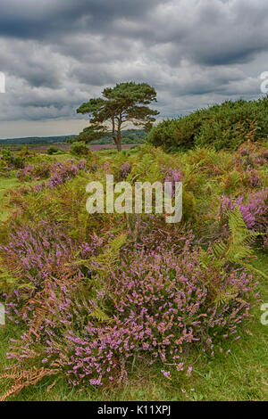 Lone Pine Tree con brugo, Calluna vulgaris e le felci in vista Bratley, New Forest National Park, Hampshire, Inghilterra UK in agosto estate - hdr Foto Stock