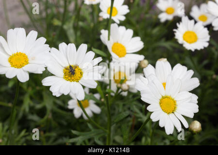 Anthemis arvense noto come il mais camomilla, mayweed, senza profumo camomilla o campo camomilla con gli insetti nel fuoco. Foto Stock