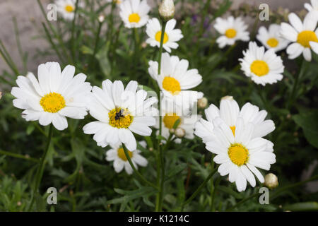 Anthemis arvense noto come il mais camomilla, mayweed, senza profumo camomilla o campo camomilla con gli insetti nel fuoco. Foto Stock