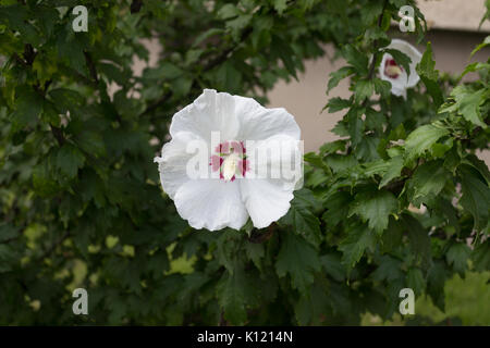 Un bianco fiori hibiscus syriacus. Foto Stock