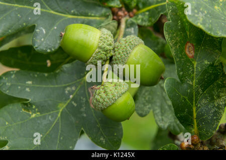 Ghiande che cresce su un nativo inglese Quercia, Quercus robur, la Quercia comune. Foto Stock