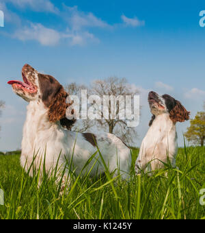 Due English Springer Épagneuls sat nel campo di erba guardando il loro proprietario sotto un cielo estivo Foto Stock