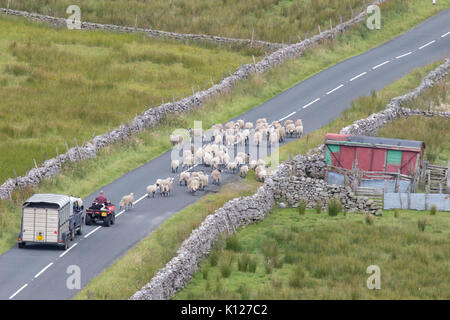 Gregge di pecore essendo herded dal coltivatore sul suo quadbike e cani sulla B6270 strada da Thwaite a Nateby nel Yorkshire Dales National Park, Inghilterra. Foto Stock