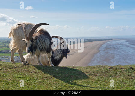 Vista lungo le spiagge di Brean e Berrow dalla sommità di Brean giù nel Somerset, Inghilterra con capre nel foregound su una luminosa giornata di primavera. Foto Stock