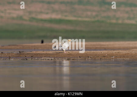 Avvoltoio capovaccaio (Neophron percnopterus) sulle rive del fiume Chambal in Rajasthan Foto Stock