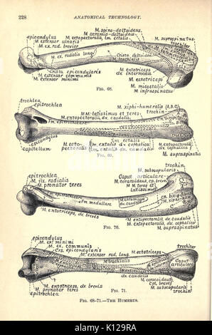 Tecnologia anatomica come applicata al gatto domestico (pagina 228) BHL21763933 Foto Stock