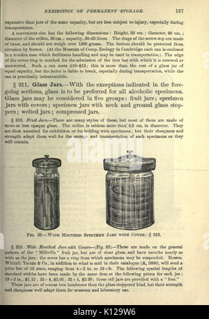 Tecnologia anatomica come applicata al gatto domestico (pagina 127) BHL20808773 Foto Stock