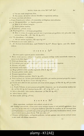 Anatome testudinis Europaeae (pagina 41) BHL3271501 Foto Stock