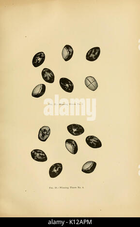 Relazione annuale dell'Ufficio di presidenza di Etnologia al Segretario dello Smithsonian Institution BHL26499727 Foto Stock