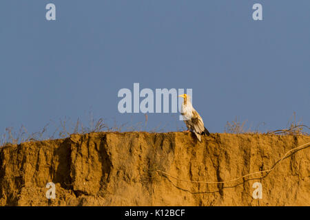 Avvoltoio capovaccaio (Neophron percnopterus) sulle rive del fiume Chambal in Rajasthan Foto Stock