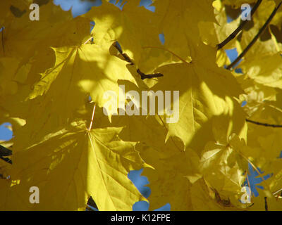 Acer platanoides 7129 Foto Stock