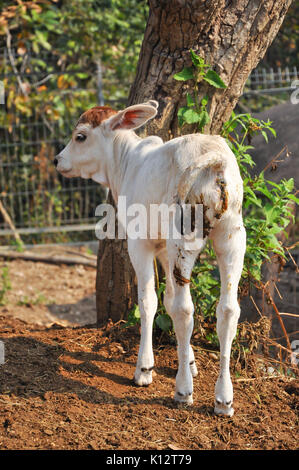 La American Brahman razza ha una distinta di grandi bollire oltre la parte superiore della spalla e del collo e allentato un lembo di pelle (pagliolaia) appeso al collo. Foto Stock