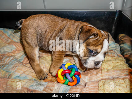 Una bella, rosso inglese / British bulldog cucciolo maschio con una maschera bianca, nella sua penna con una gomma colorata giocattolo. Foto Stock