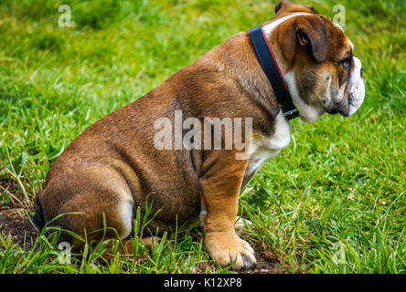 Una bella, a quattro mesi di età, rosso inglese / British bulldog cucciolo maschio, con una maschera bianca, seduti su erba nel suo giardino, guardando qualcosa. Foto Stock