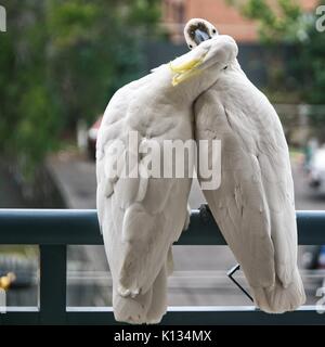 Due amorosa zolfo australiano Crested Cacatua flirtare close-up camminando su un balcone rampa con le loro creste sul display. (Serie di foto). Gosford, Ne Foto Stock