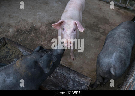 Razza ibrida di suini a un nazionale di allevamento di suini che sono cinghiale ibridare con il suino domestico a Huairou, Pechino, Cina. 24-Aug-2017 Foto Stock