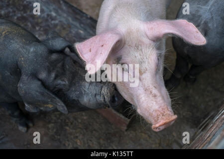 Razza ibrida di suini a un nazionale di allevamento di suini che sono cinghiale ibridare con il suino domestico a Huairou, Pechino, Cina. 24-Aug-2017 Foto Stock