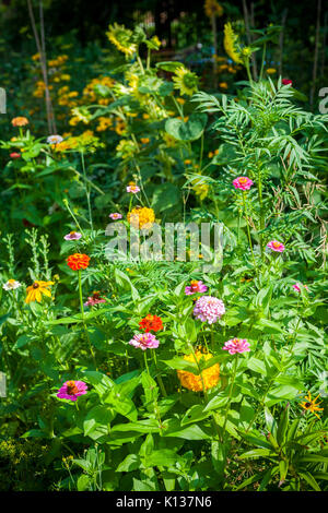 Un lussureggiante giardino comunità al suo picco nel quartiere di Chelsea di New York di Domenica, 20 agosto 2017. (© Richard B. Levine) Foto Stock
