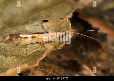 La cannella Sedge Caddisfly (Limnephilus lunatus) appoggiata su una foglia morta Foto Stock
