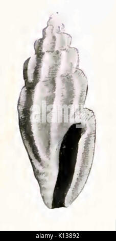 Alcippe Agathotoma 001 Foto Stock