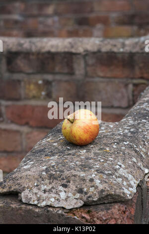 Malus domestica. Caduto Apple su un muro di mattoni in un cottage inglese il giardino. Regno Unito Foto Stock