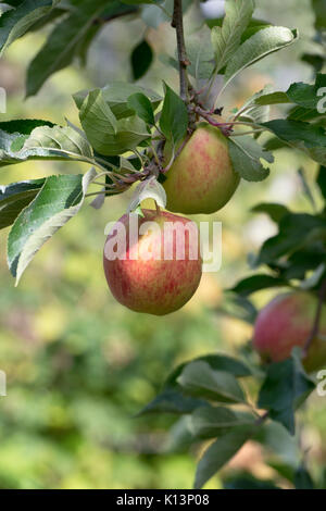 Malus domestica " Red Falstaff'. Apple 'Red Falstaff' su un albero in un frutteto. Regno Unito Foto Stock