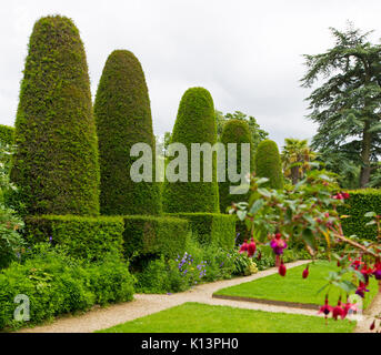 Giardino inglese con fila di alta forma conica topiaria da siepi di Yew accanto al verde smeraldo del prato e percorsi di puro Foto Stock