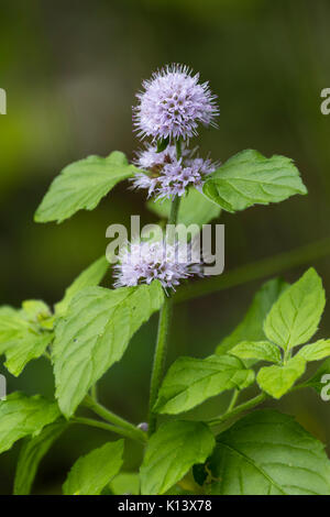 Blu fiori lilla del fragrante foliaged acqua menta, Mentha aquatica, un regno unito di fiori selvaggi paludosa aree e watersides Foto Stock