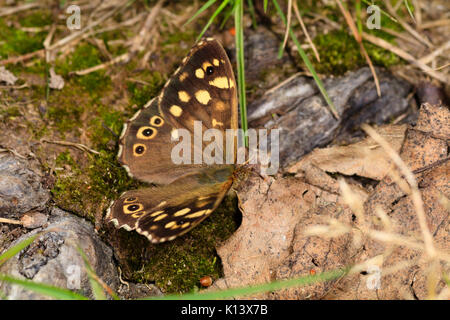 Chiazzato legno butterfly, Pararge aegeria, a riposo e mimetizzato tra le foglie cadute in un legno Foto Stock