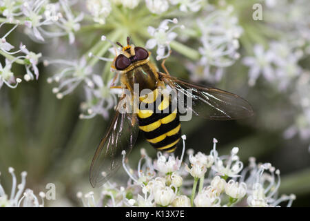 Femmina del comune hoverfly UK, Syrphus ribesii Foto Stock