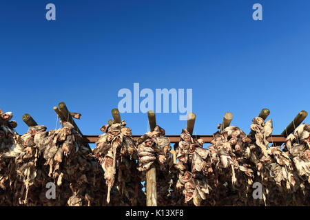 Fresh-non merluzzi salati capi appesi da hjells-impalcature in legno incorniciata asciugatrice nella fredda aria invernale e sun da febbraio a maggio a produrre stockfi Foto Stock