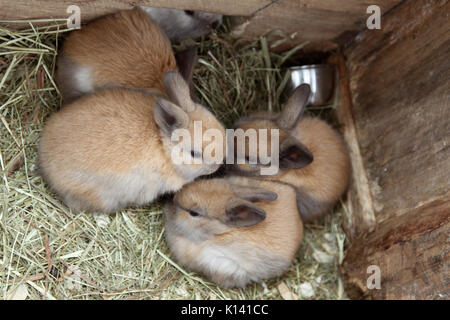 Bunny conigli rilassante nella paglia Foto Stock