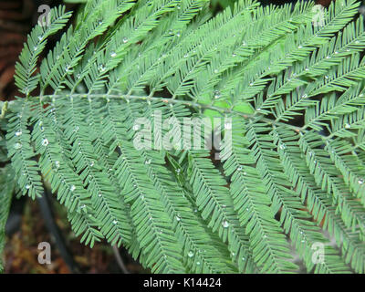Acacia dealbata4 Foto Stock