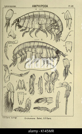 Un conto dei crostacei di Norvegia (Pl. 22) (6195441504) Foto Stock