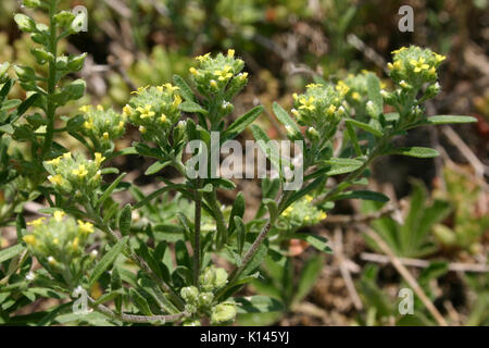 Alyssum alyssoides (Steinkraut Kelch) IMG 0041 Foto Stock