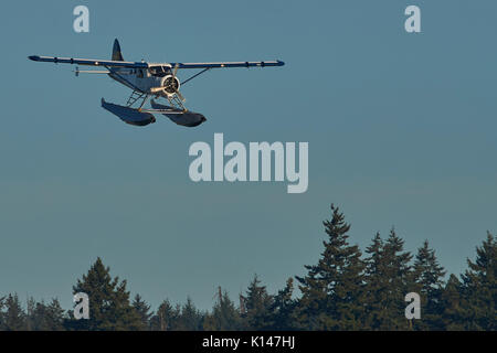 Porto aria idrovolanti de Havilland Canada DHC-2 Beaver avvicinando Vancouver, British Columbia, Canada. Foto Stock