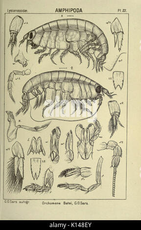 Un conto dei crostacei di Norvegia (Pl. 22) (6812209017) Foto Stock