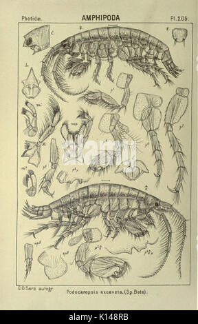 Un conto dei crostacei di Norvegia (Pl. 205) (6812285487) Foto Stock