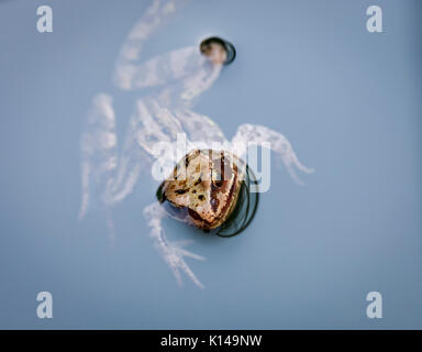Testa di una politica europea comune in marrone, di rana temporaria Rana, nuoto in acqua, Surrey, sud-est dell'Inghilterra, Regno Unito, close-up Foto Stock