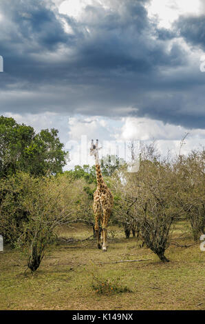 Vista dei Masai giraffe (Giraffa camelopardalis tippelskirchi) passeggiate nella macchia a Masai Mara, Kenya sotto le nuvole scure come una tempesta di pioggia si avvicina Foto Stock