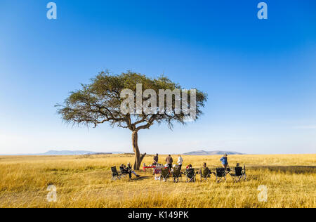 Vista di aria aperta prima colazione su un safari mattutino game drive sotto un tipico piatto sormontato di acacia a Savannah praterie pianure del Masai Mara, Kenya Foto Stock