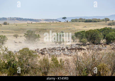 Allevamenti di zebra e wildebeeest di recarsi presso un punto di passaggio sul fiume di Mara nel Masai Mara, Kenya Foto Stock