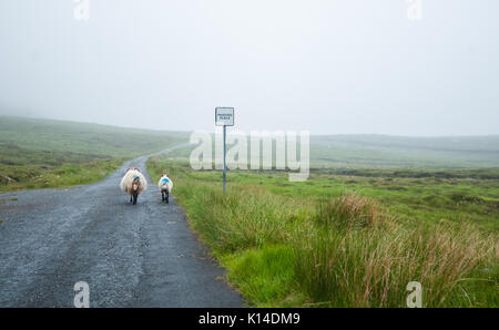 Due pecore a camminare su una strada remota in Scozia accanto a un passante posto cartello stradale. Outer Hebrides, Scotland, Regno Unito. Foto Stock