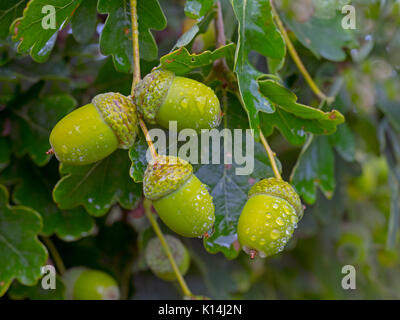 Oak Quercus robur ghiande in autunno Foto Stock